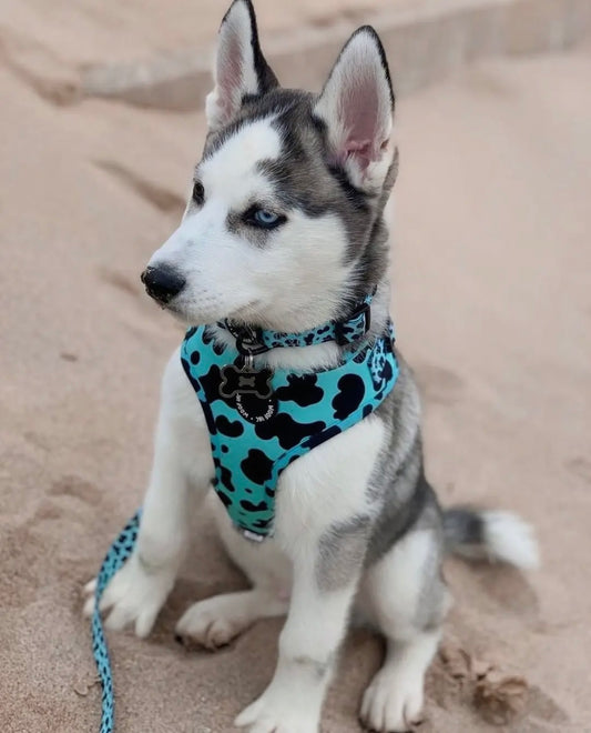 Teal Cow Print Harness