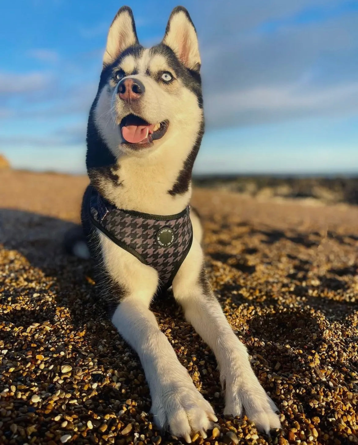 Black Houndstooth Harness